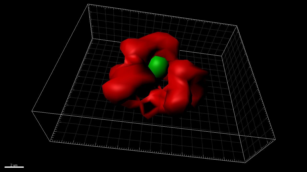 New System Reveals Hidden Protein Landscape inside Cytoplasmic Microtubules