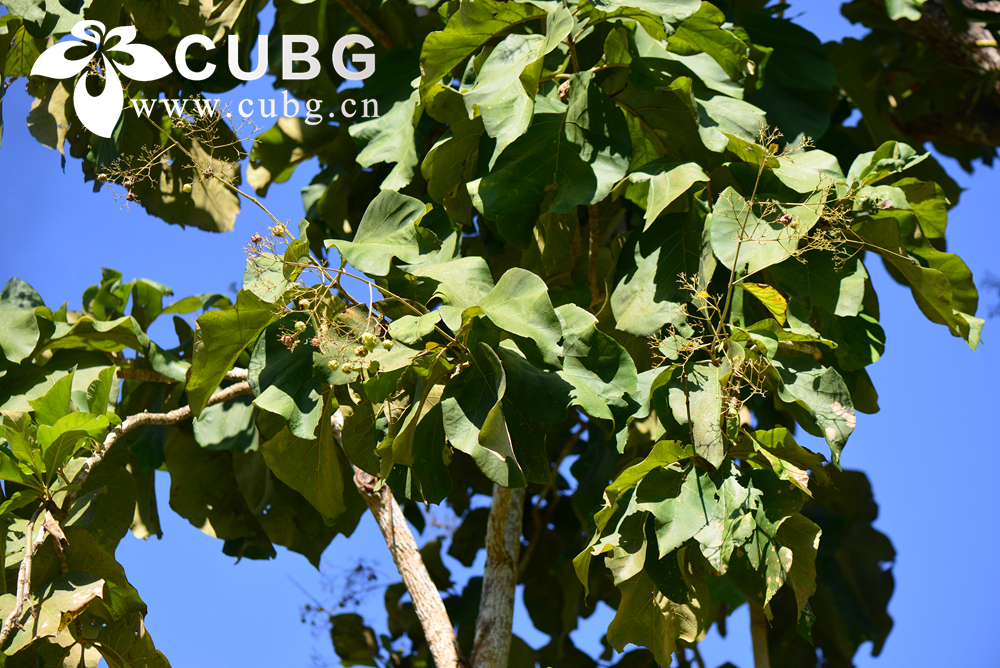 Rare Natural Compound from Teak Tree Shows Promise for Treating Diabetes and Lipid Disorders