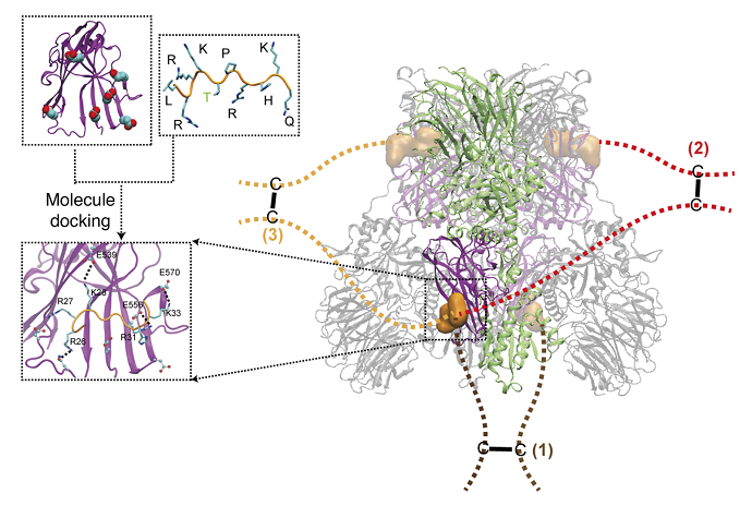 Newly Identified Protein Drives Colorectal Cancer Growth and Metastasis by Activating PRMT5 Complex