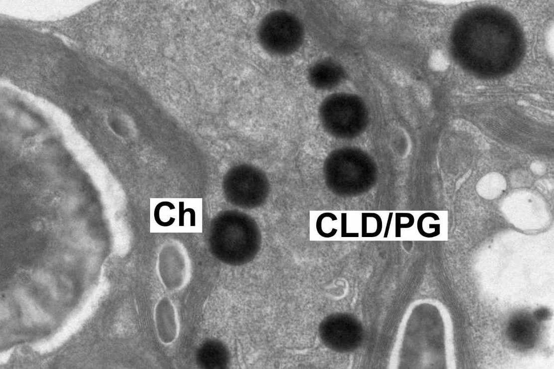 Key Step in Astaxanthin Buildup: Chloroplast Budding Shuttles β-Carotene in Microalgae