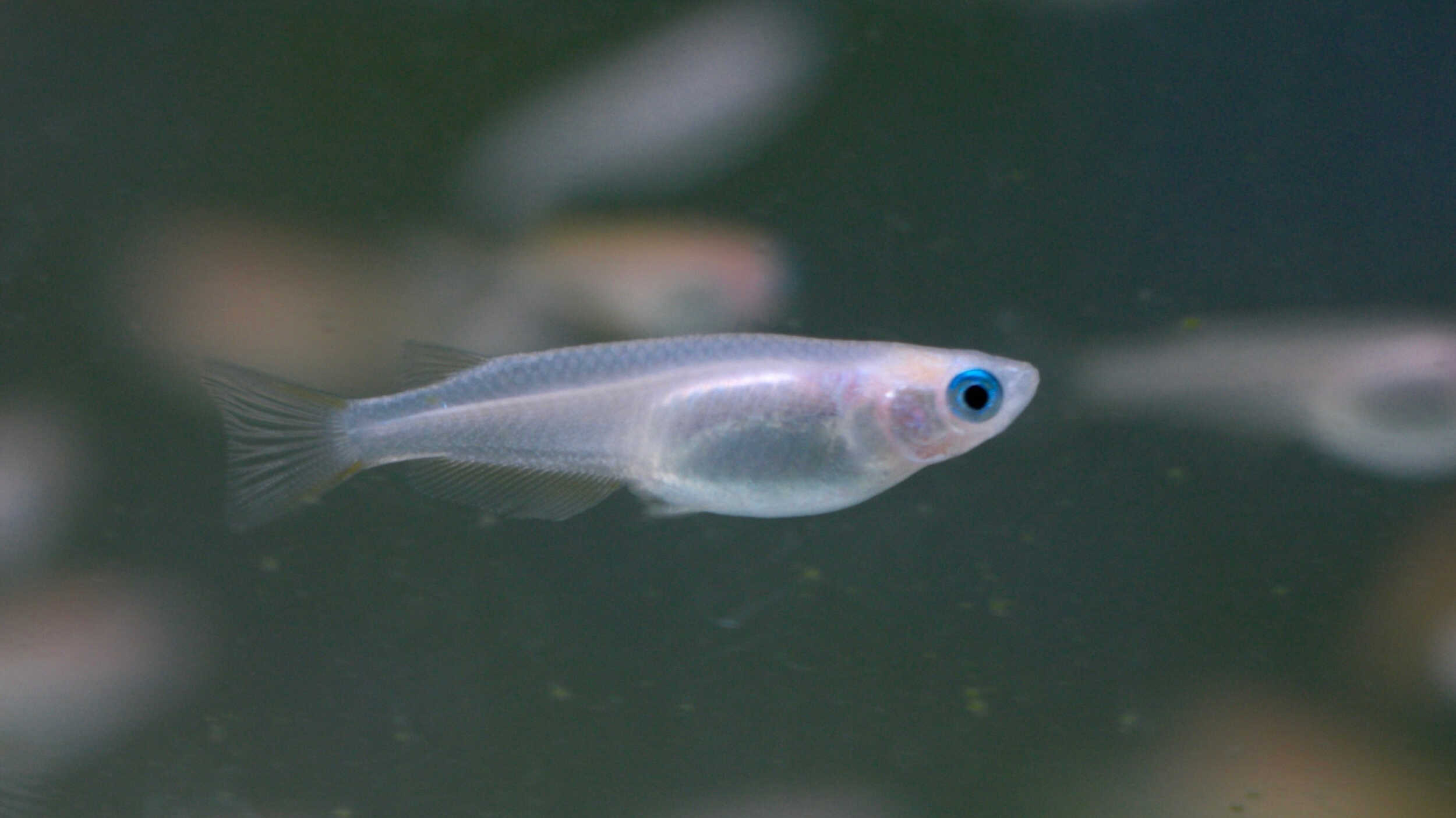 Tatdn2 Safeguards Genome Stability via R-loop Resolution in Germ Cells