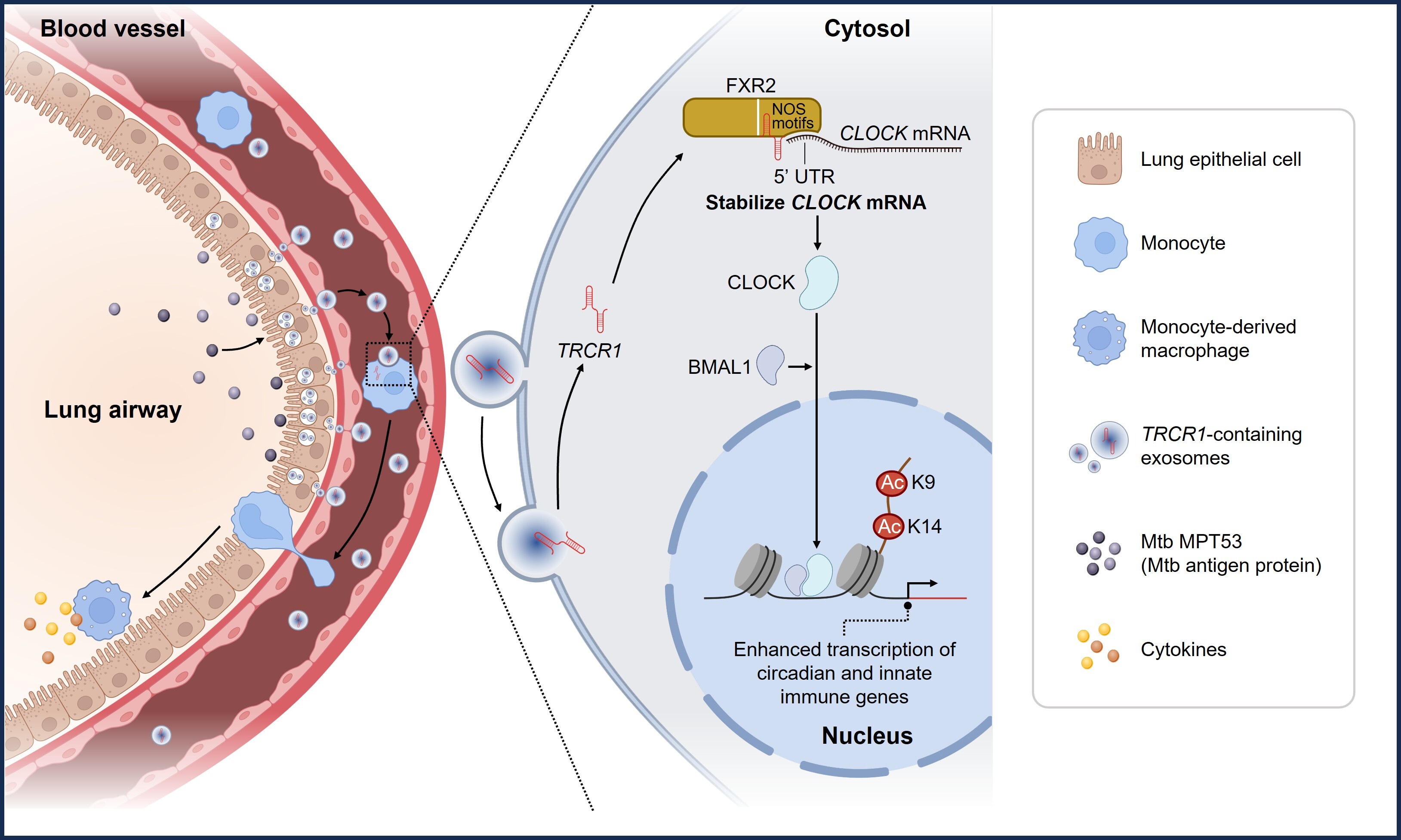 Scientists Identify a CLOCK-targeting lncRNA that Induces Trained Immunity against Tuberculosis