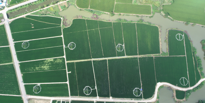 Rising CO₂ and Warming Jointly Limit Phosphorus Availability in Rice Soils