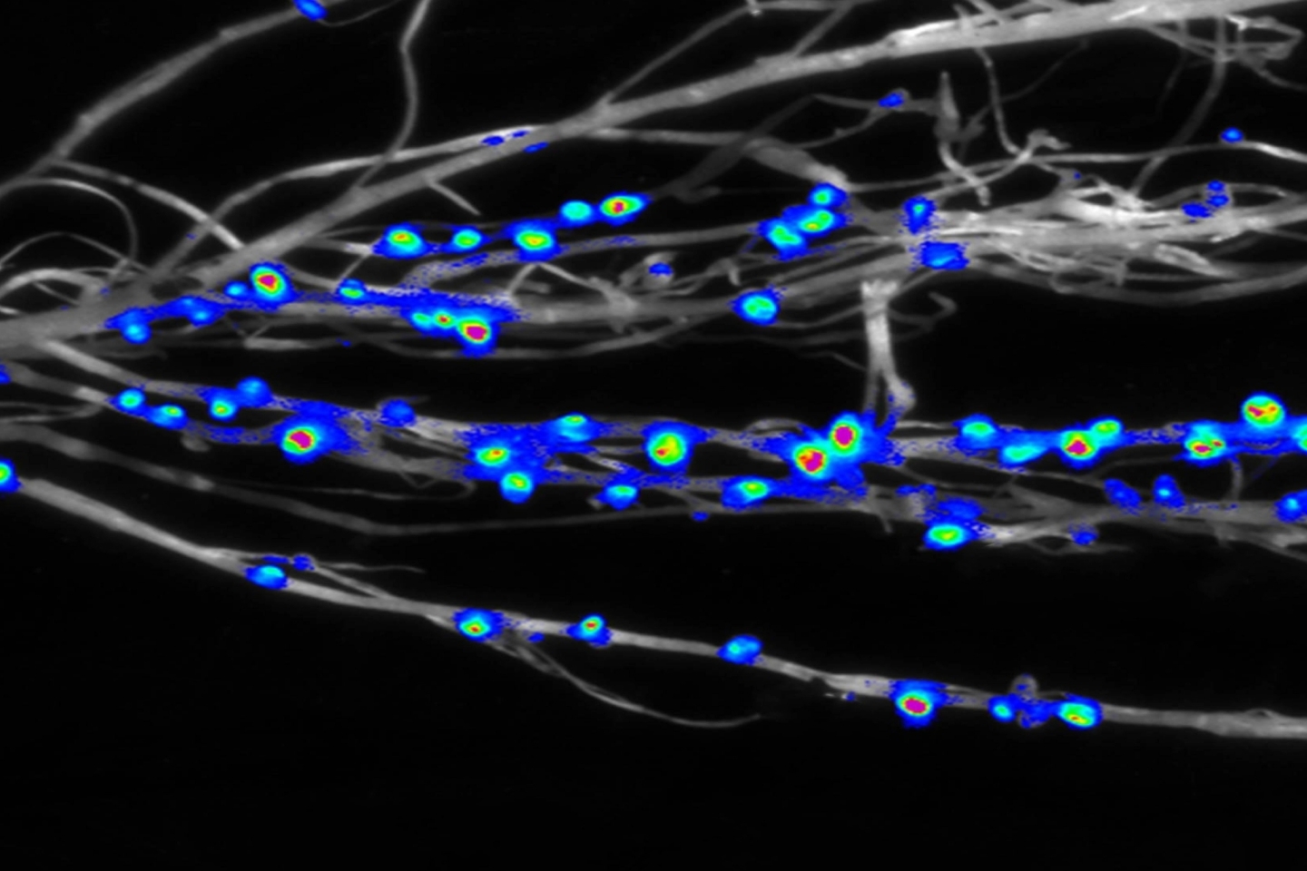 Researchers Unlock Signal Recognition Between Legumes and Rhizobia