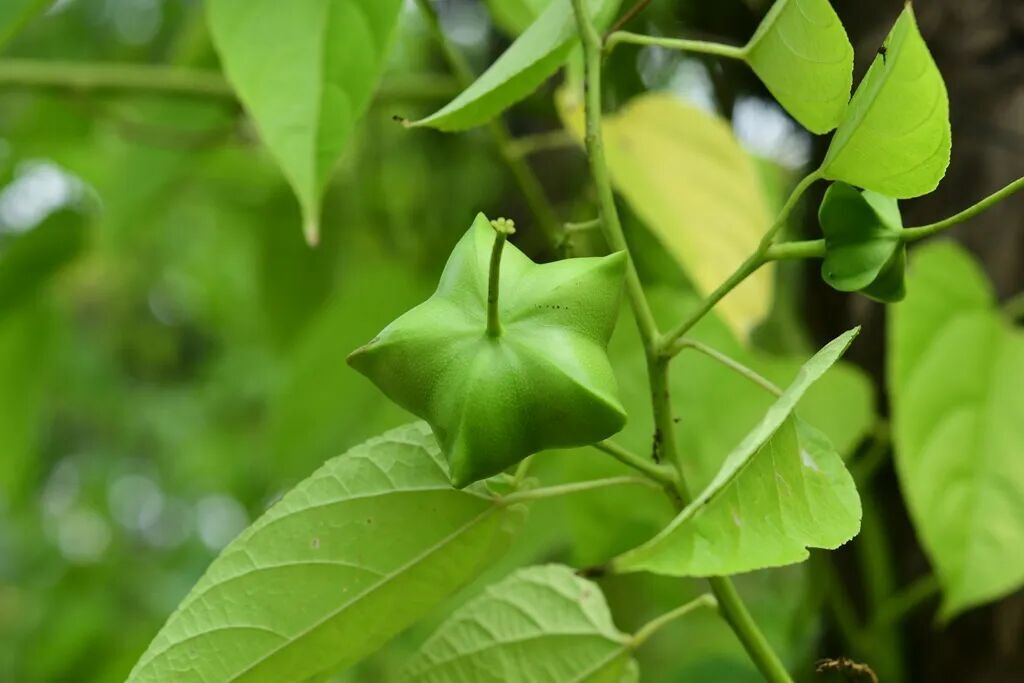 Quicklime Soil Treatment Increases Sacha Inchi Yield and Combats Root Rot