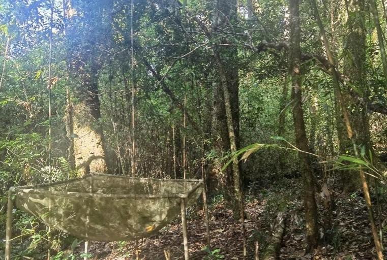 Plant Diversity Plays Critical Role in Shaping Soil Nutrient Balance in Forest Ecosystems