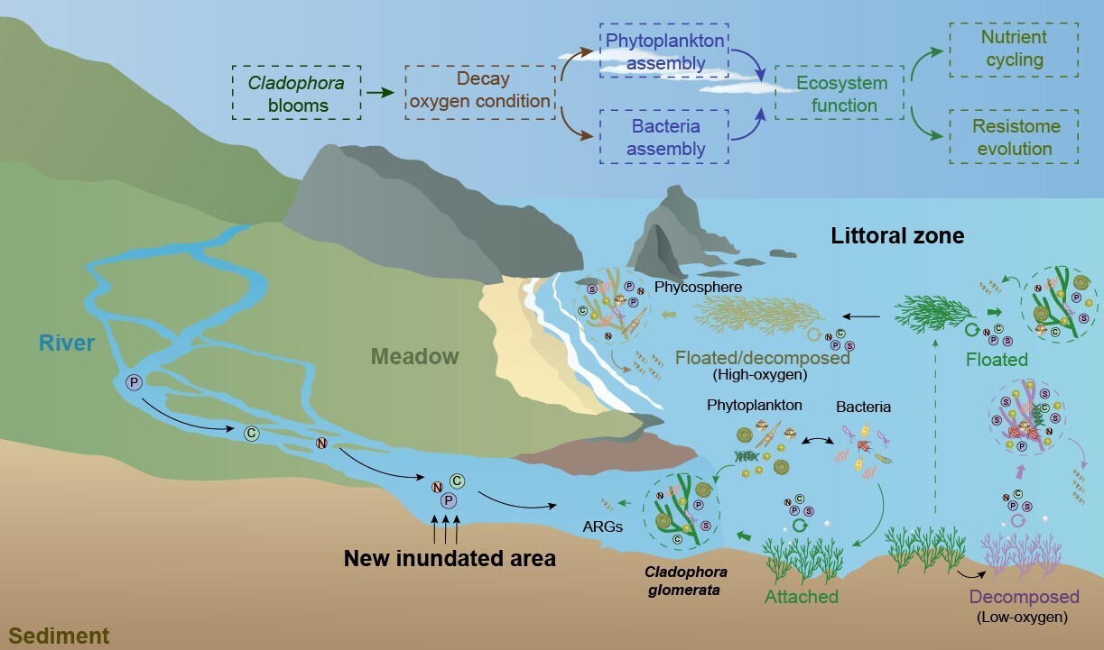New Study Reveals <em>Cladophora</em> Blooms Amplify Antibiotic Resistance Risk in Oligotrophic Lakes