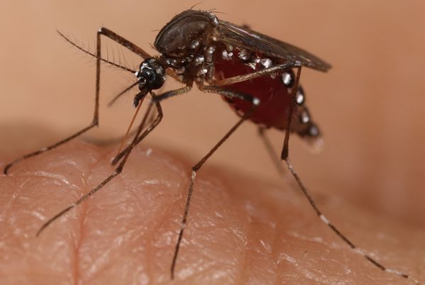 Researchers Reveal m6A Epigenetic Modification Controls Arbovirus Infection and Transmission Between Vertebrates and Mosquitoes