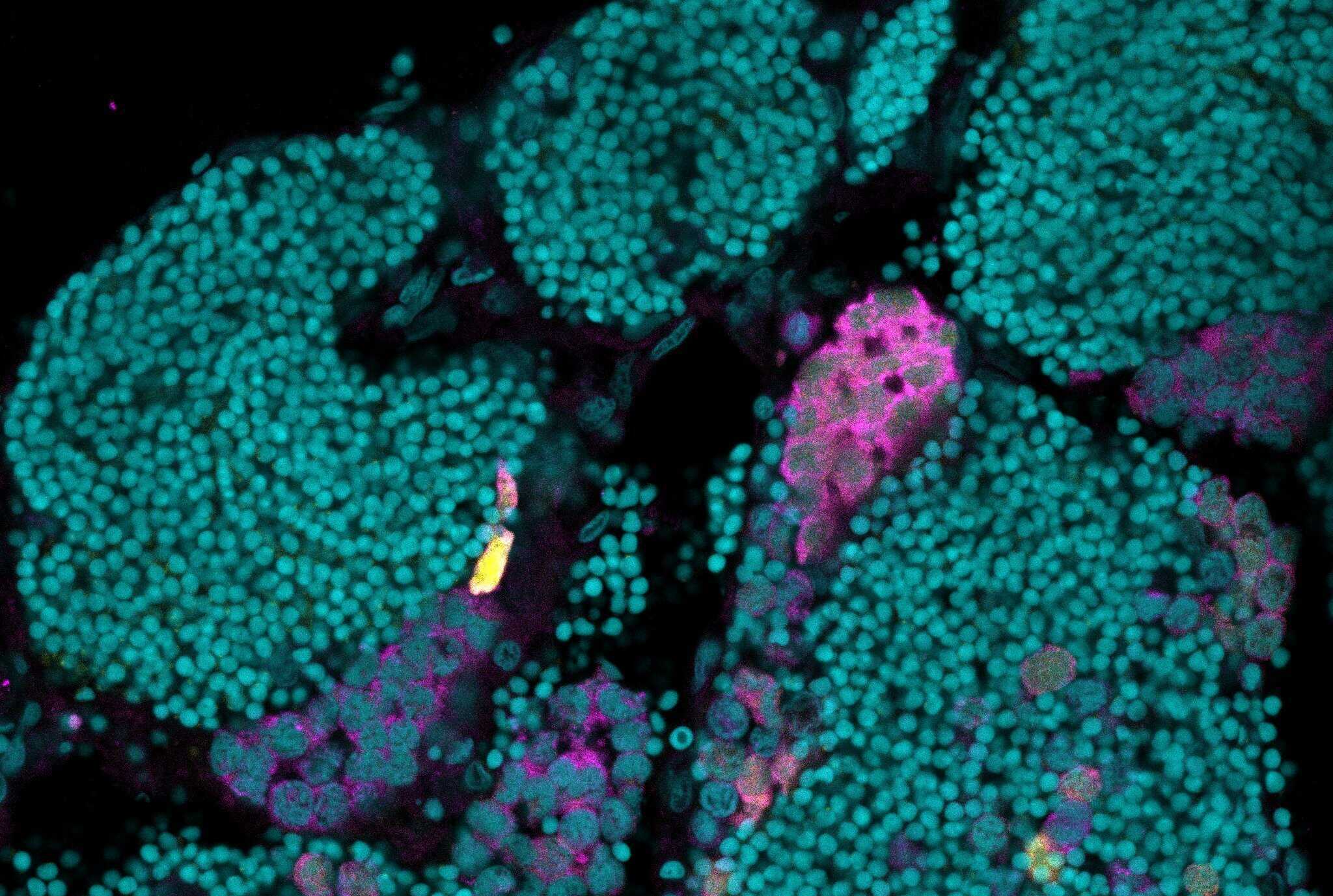 Researchers Engineer iTreg-Mediated Immune Tolerance in Zebrafish to Overcome Allograft Rejection