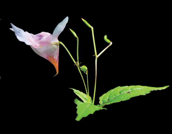 New <em>Impatiens</em> Species Discovered in Western Qinghai-Tibet Plateau