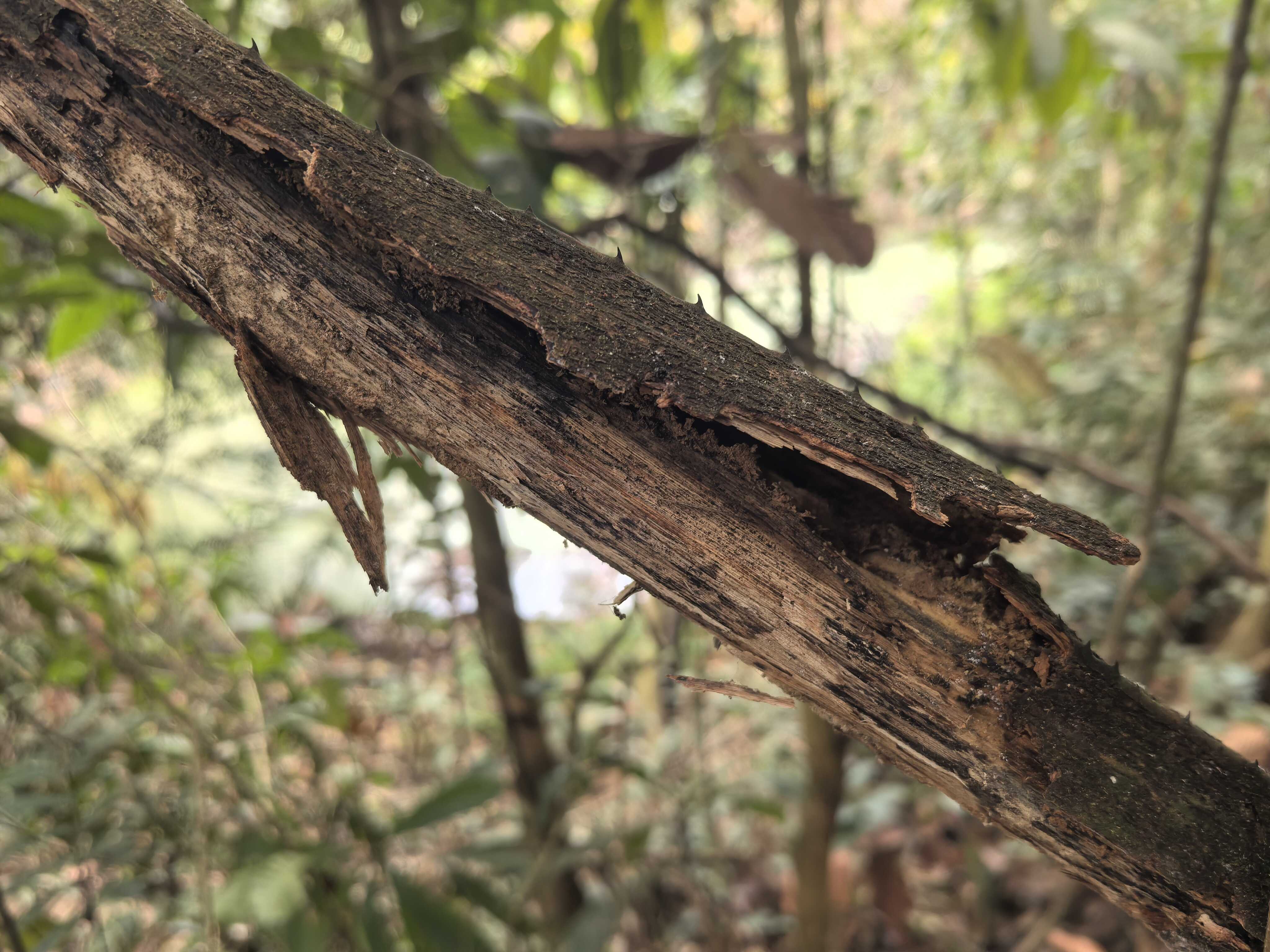 Lianas Decompose Faster Than Trees, with Potential to Influence Forest Carbon and Nutrient Cycles