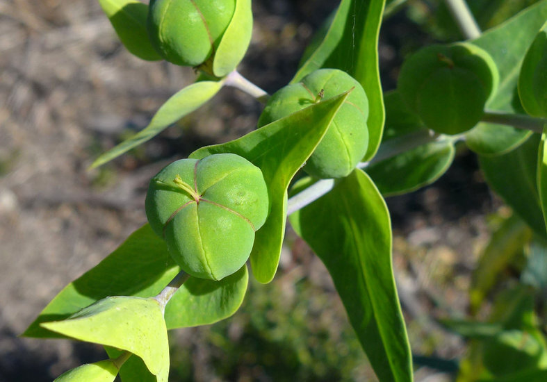 Study Reveals Molecular Mechanisms Limiting Natural Rubber Production in Caper Spurge