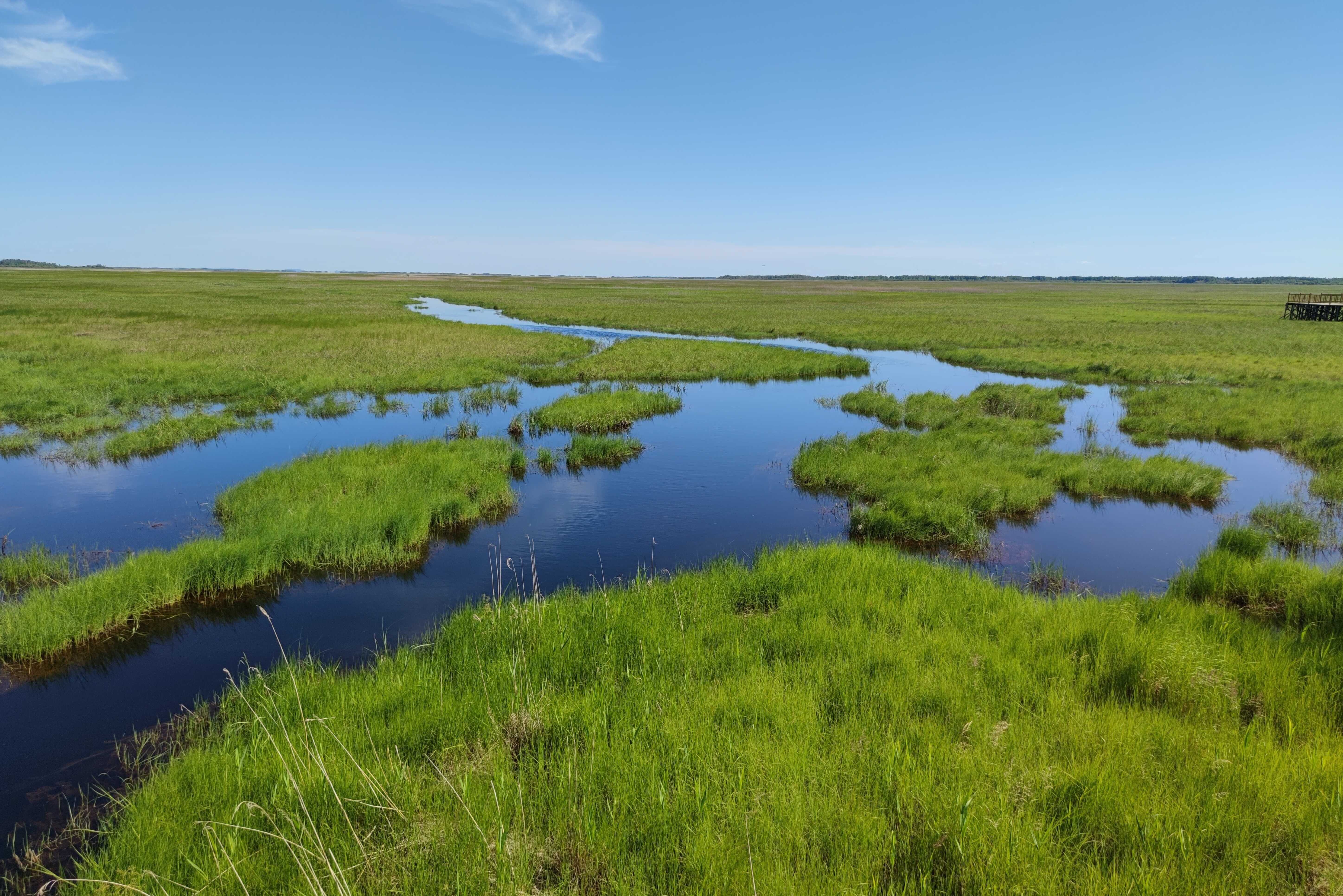 Wetland Drainage Triggers Divergent Soil Carbon Responses in Carbon-poor versus Carbon-rich Wetlands