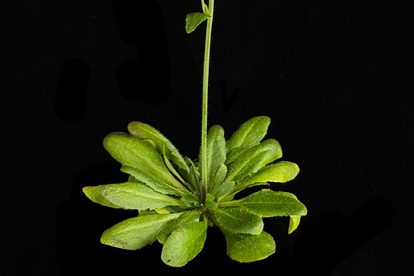 Enigma of Transposable Element Abundance: Lessons from Arabidopsis
