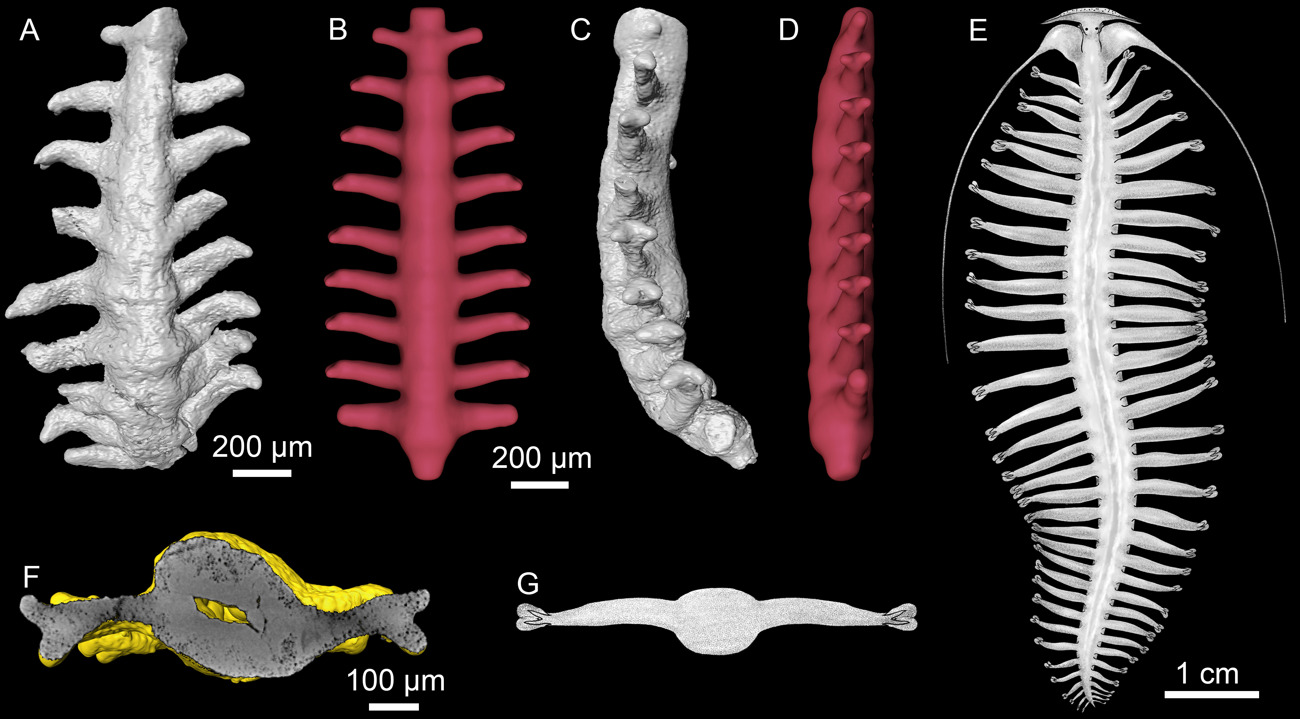 Earliest Cambrian Microfossils Preserve Ringed Worms