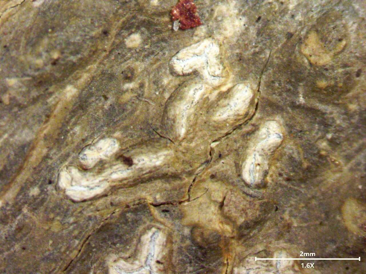 New Lichen Species Found in Southern China