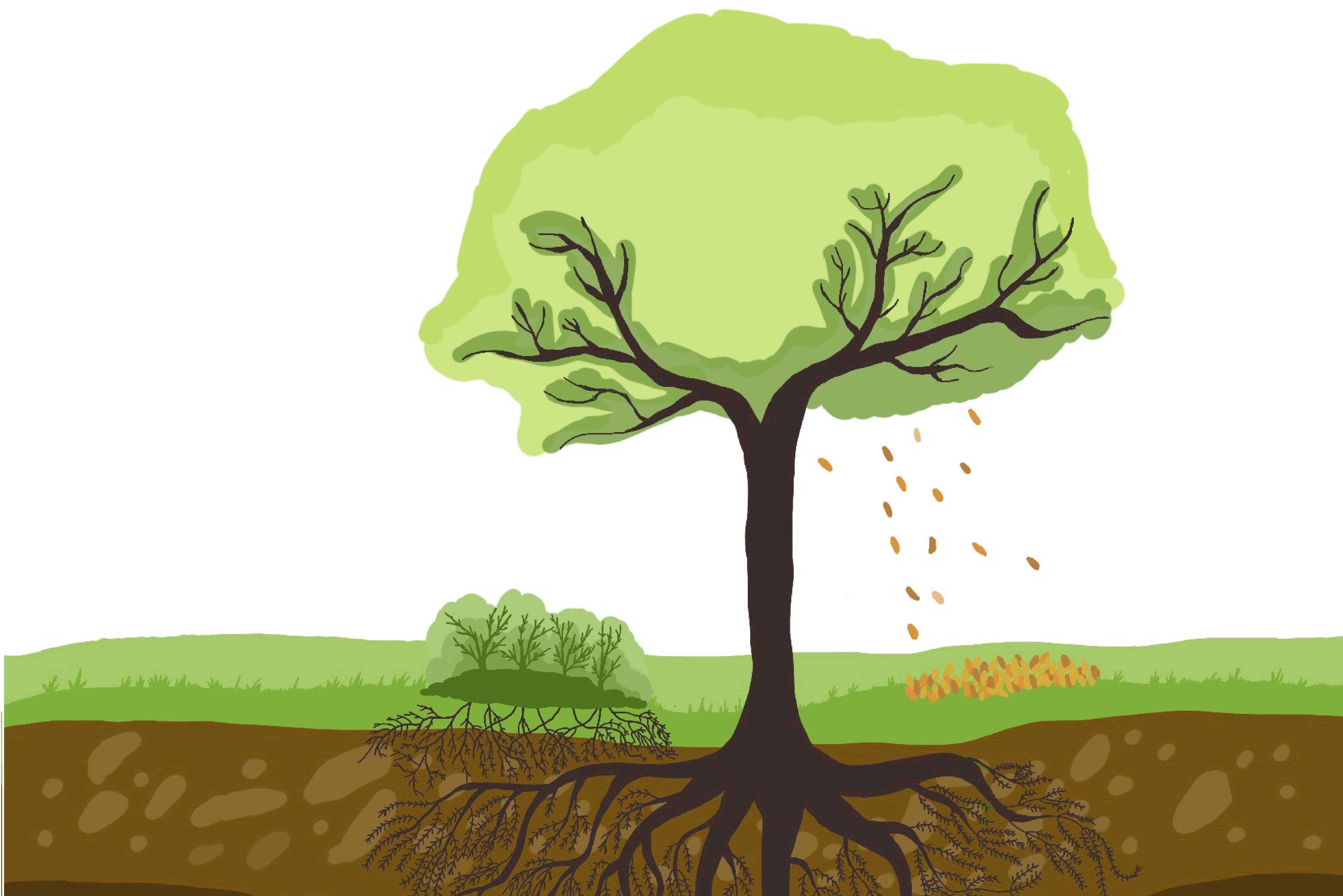 Phosphorus Addition Reshapes Phosphorus Cycling Across Global Terrestrial Ecosystems