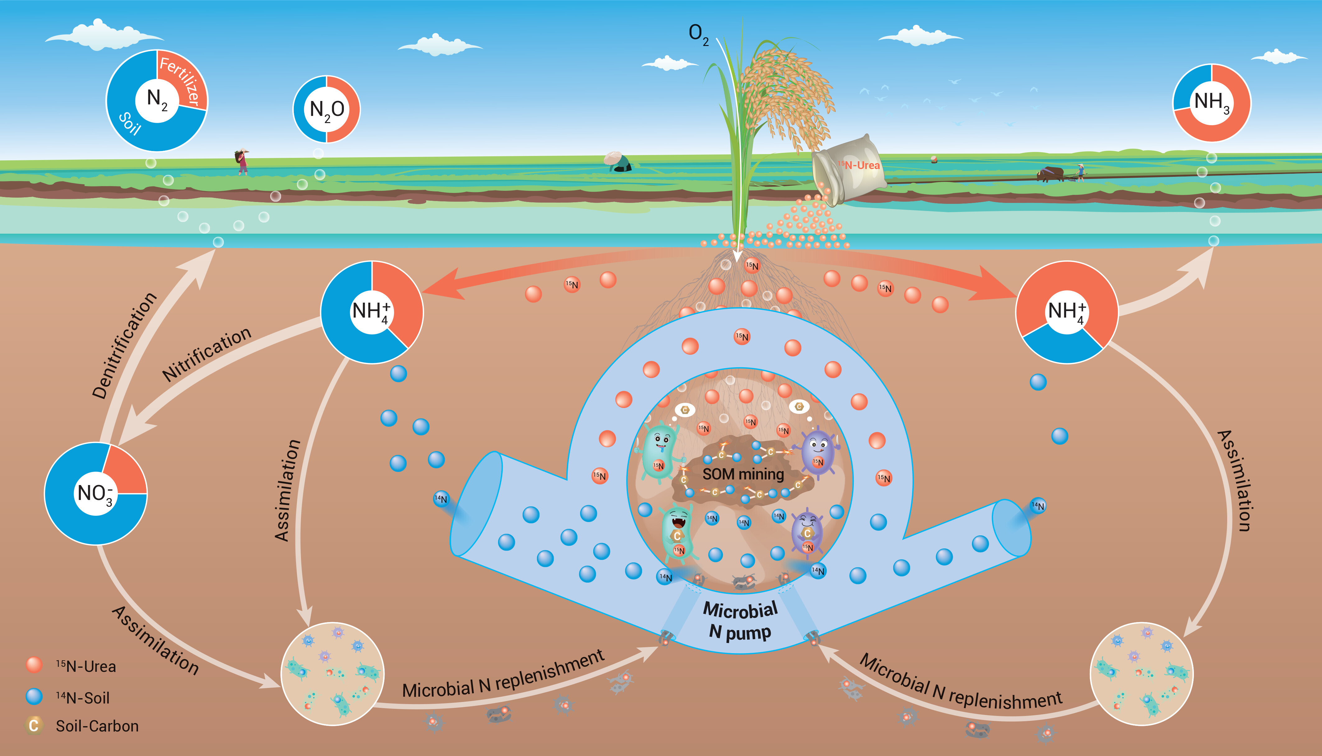 Study Reveals Soil, Not Fertilizer, Is Primary Source of Nitrogen Gas Loss in Rice Paddies