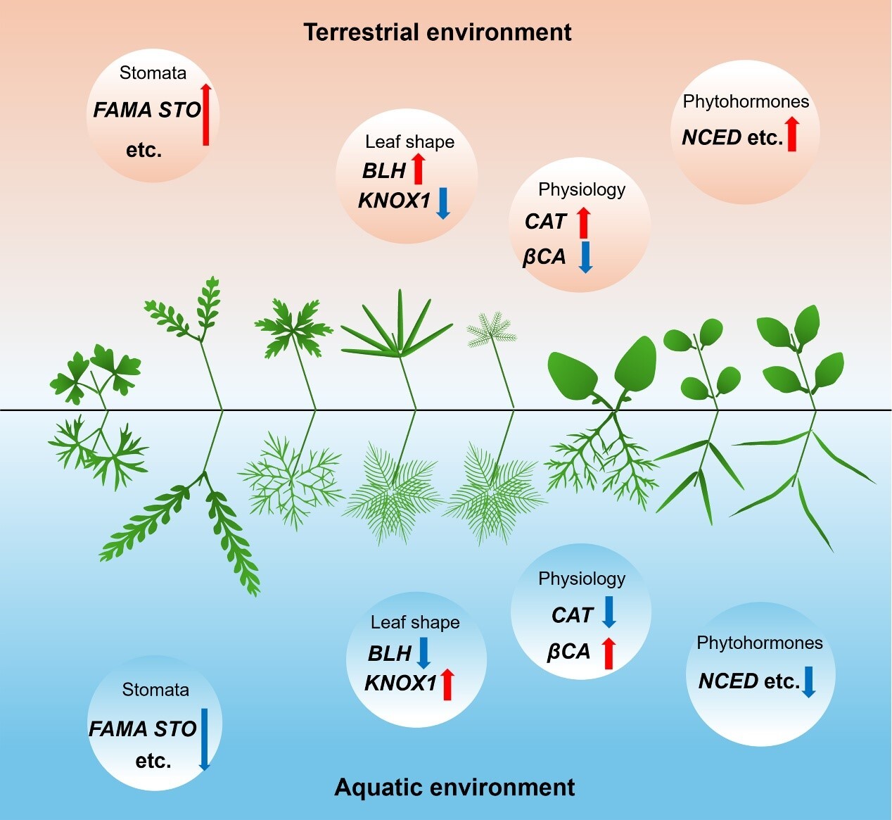 Scientists Identify Shared Genes Regulating Heterophylly in Aquatic Plants