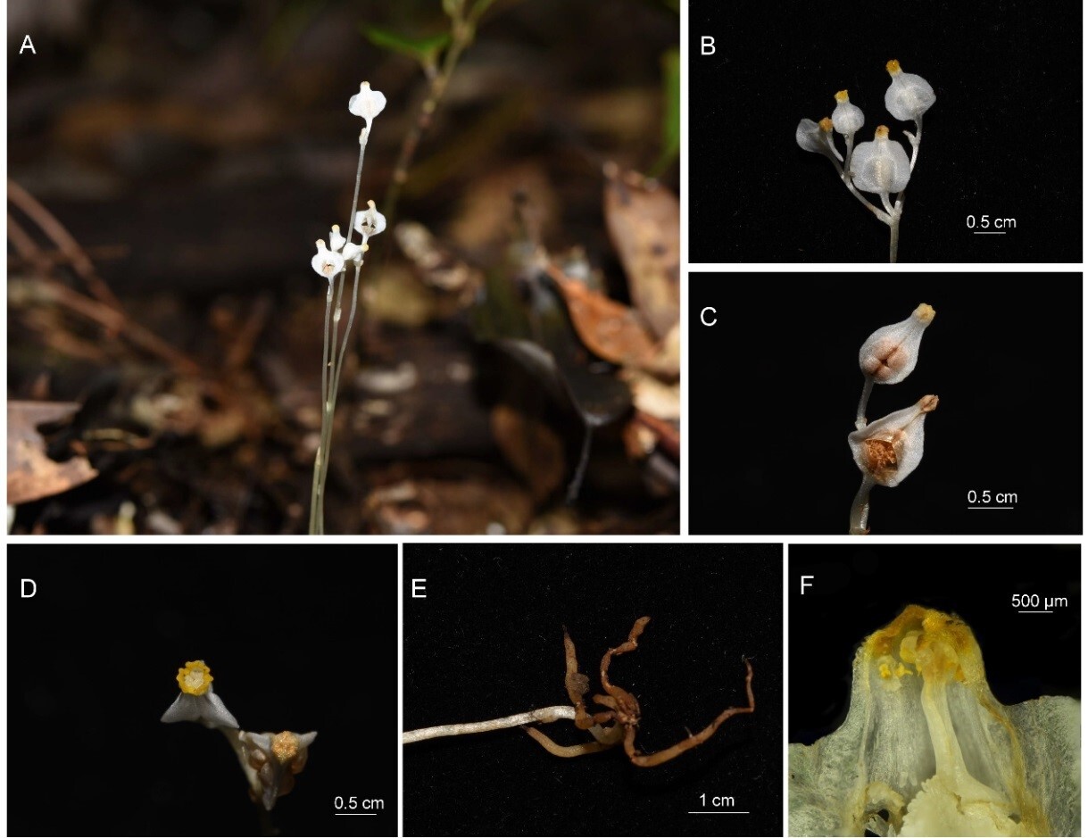 Study Reveals Phylogeographic Patterns and Underlying Mechanisms of a Mycoheterotrophic Plant in Subtropical China