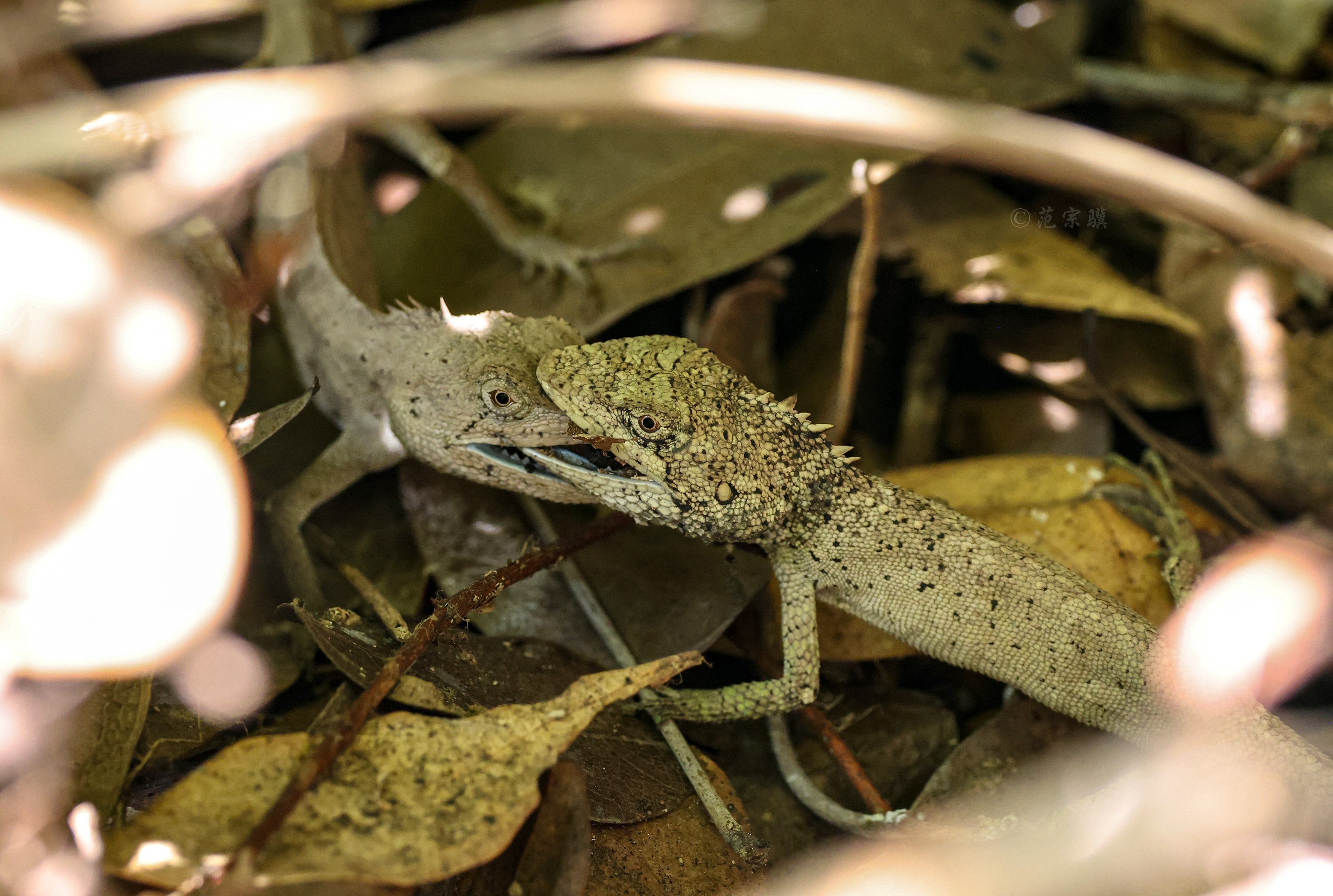Dinghushan Reserve Discovers Newly Recorded Species of Wildlife and Plants
