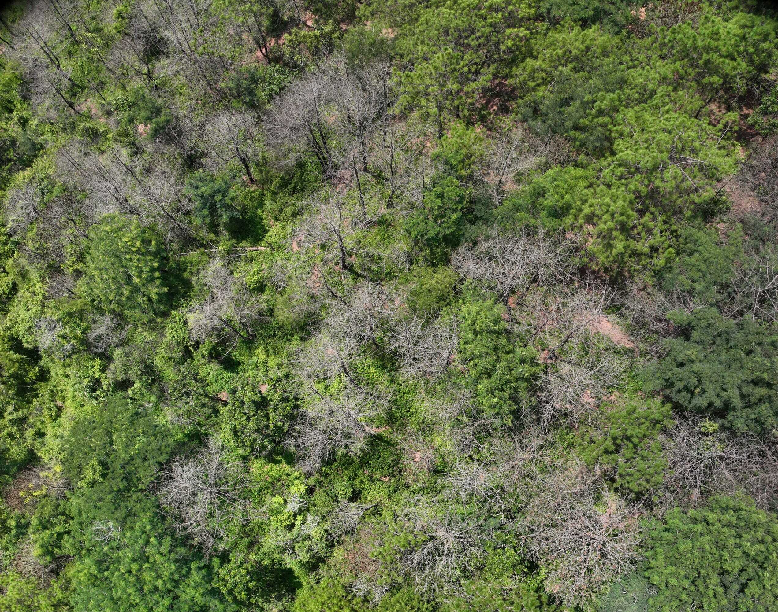 Forest Dieback Reflects Species-Specific Vulnerability Pathways