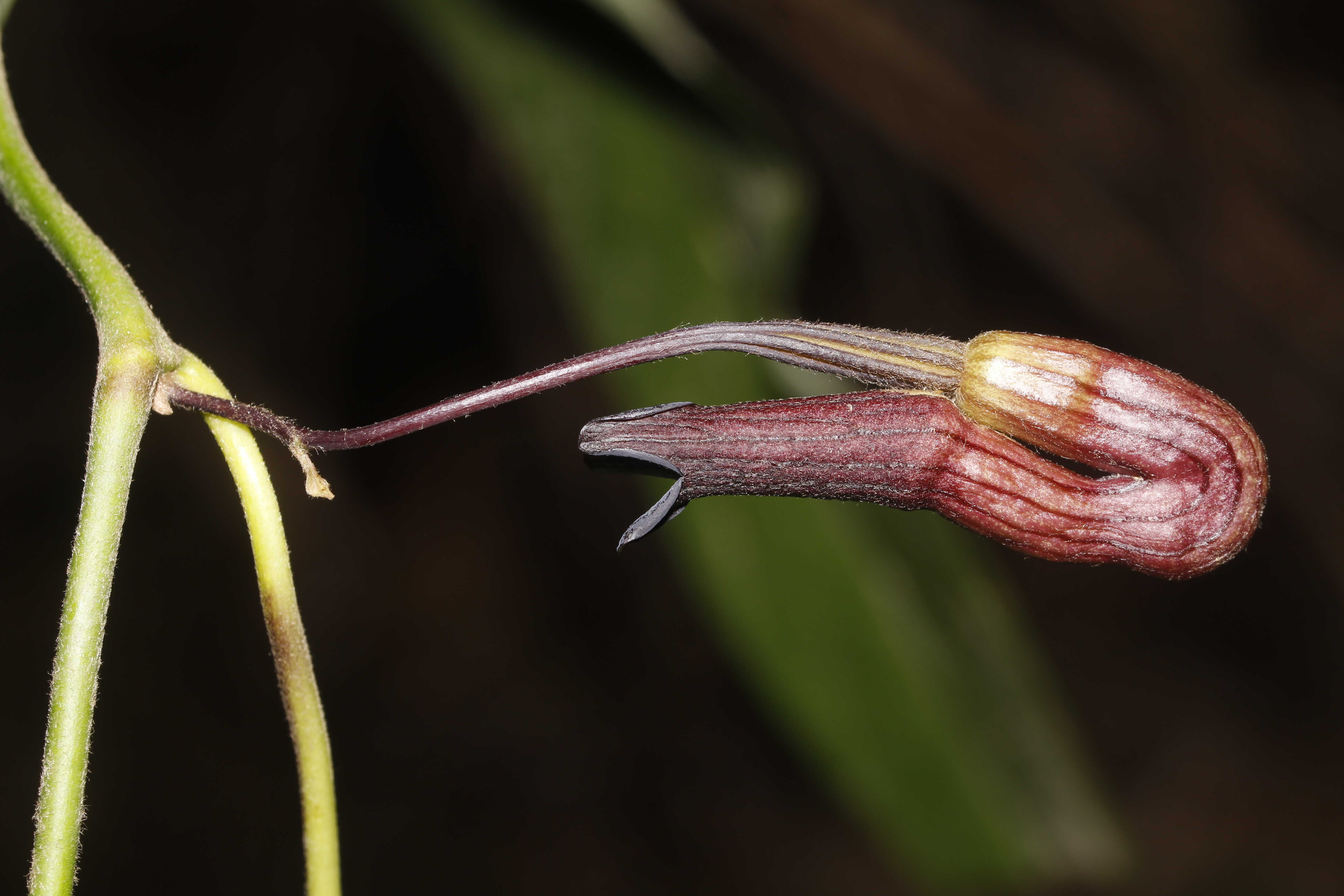 Three New Pipevine Species Discovered in China and Myanmar