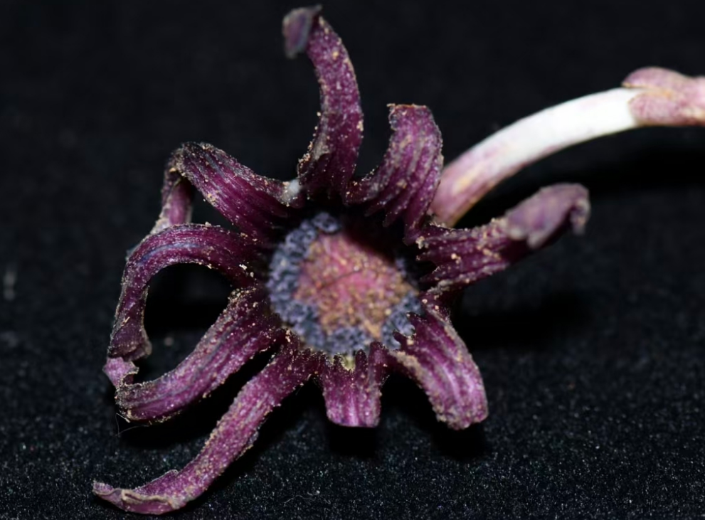New Species of Aspidistra Discovered in Laos