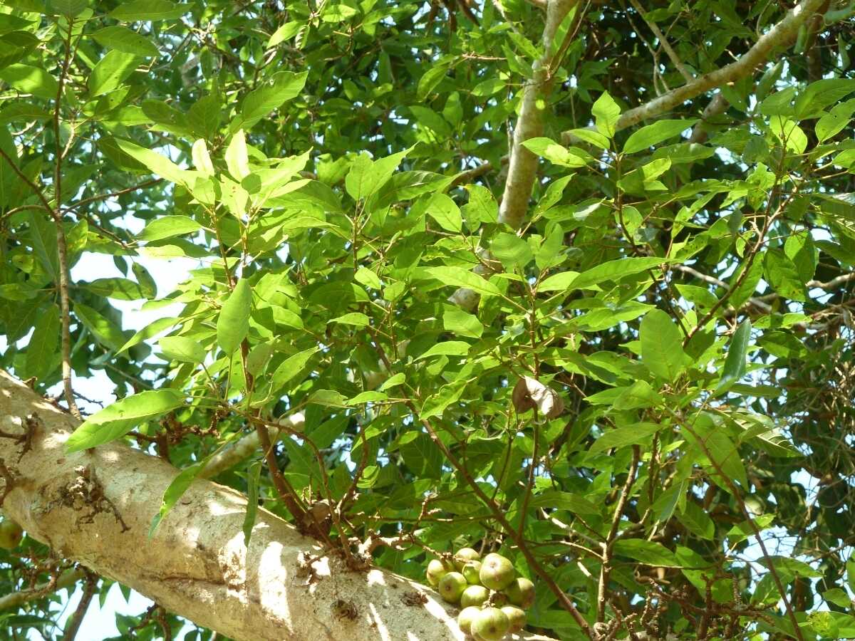 Planting Small Tree Patches Restores Tropical Riparian Corridors in China