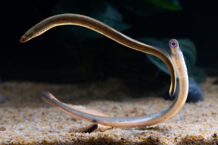 Lamprey Brain Atlas Uncovers Ancestral Blueprint of the Vertebrate Brain