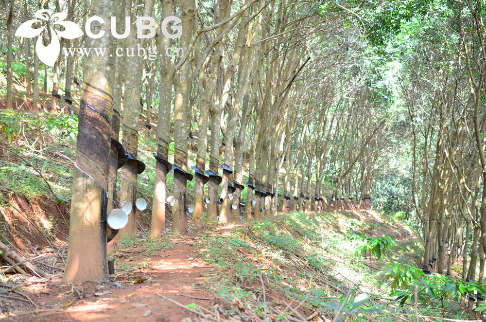 Study Reveals Key Regulator of Wood Formation in Rubber Trees