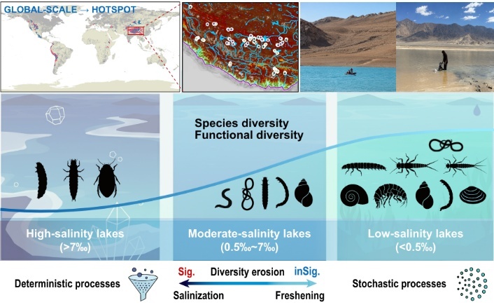 Salinity Shapes Macroinvertebrate Communities in Alpine Lakes