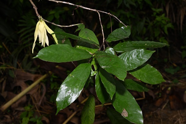 Meiogyne monogyna Reinstated as A Distinct Species and Newly Recorded in China