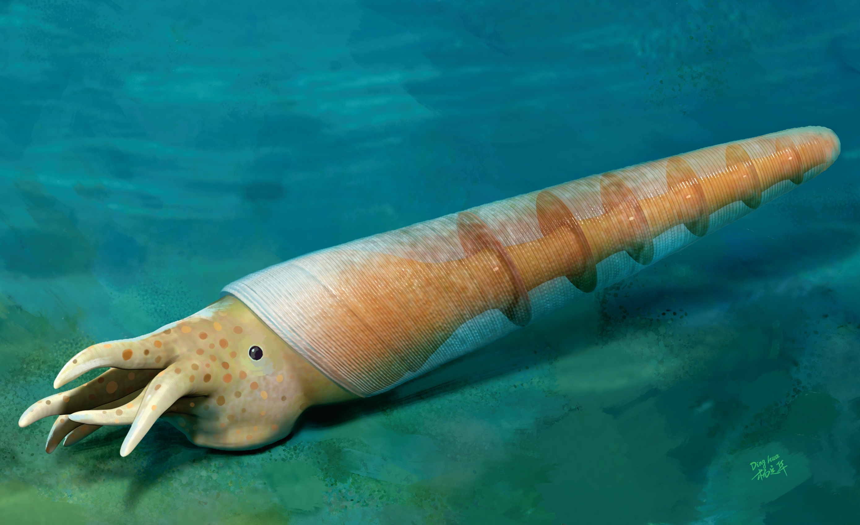 Early Cambrian Fossil Discovery Sheds Light on Early Cephalopod Origin and Evolution