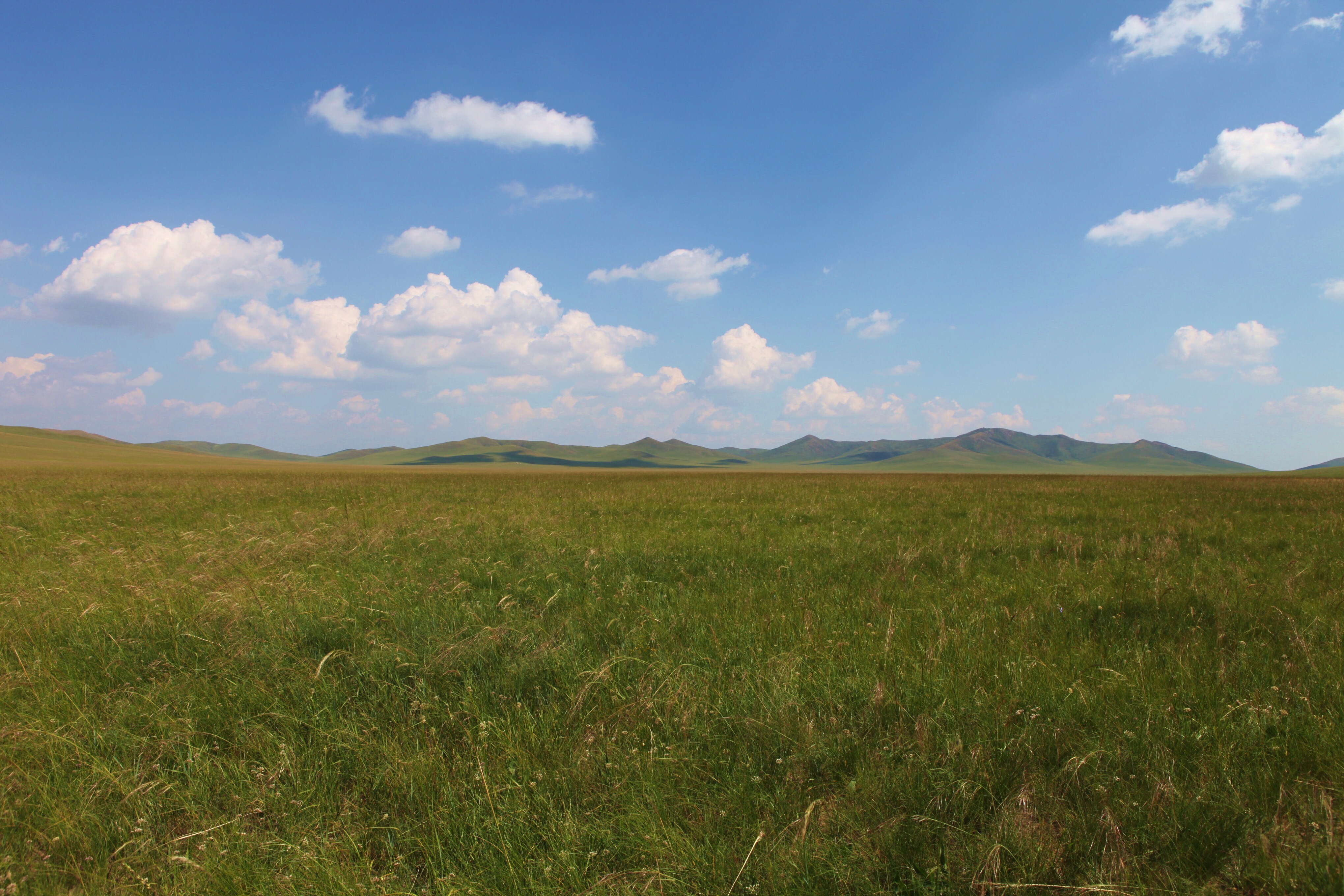How Does Biodiversity-Productivity Relationship Evolve over Time in Natural Ecosystems?