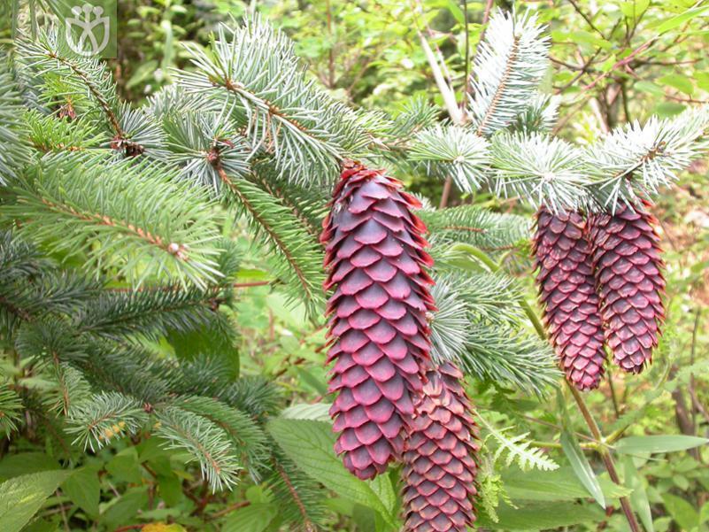 Study Reveals How Spruce Species Maintain Their Identity Despite Hybridization