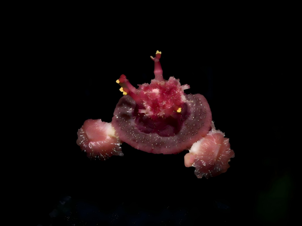 Study Traces Origin of African Succulent Euphorbia Section Monadenium to Early Miocene