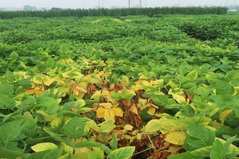 Researchers Reveal How Tiny Alarm Signals Help Soybean Fight Different Diseases