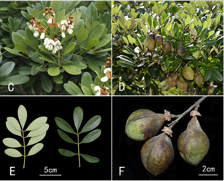 Two New Species of Genus Ormosia Discovered in Guangdong