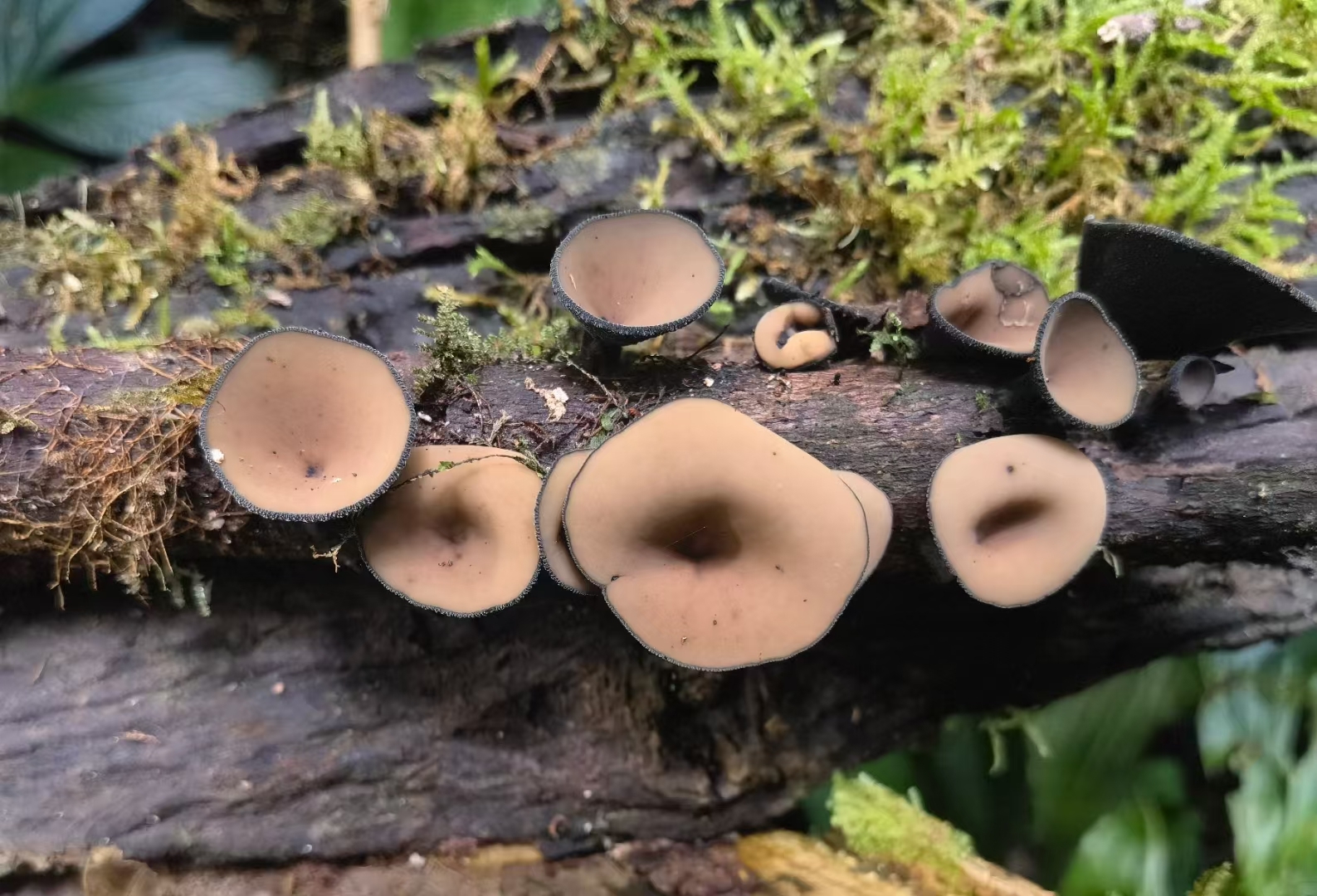 Bark Shapes Fungal Communities During Tropical Tree Decomposition
