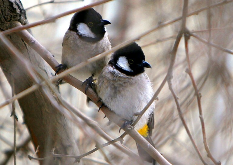bird;intelligence;evolution;feather bird;intelligence;evolution;feather