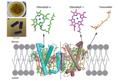 The crystals of FCP in an orange-brown color (left upside) and the structure of the FCP protein embedded in the thylakoid membrane of diatoms (middle).jpg