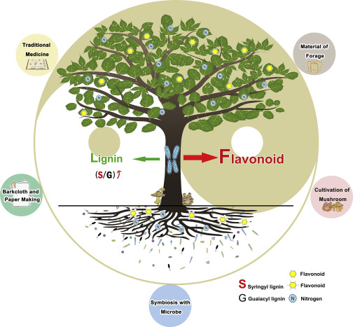 he Ancient Chinese Philosophy Taiji Is Used to Show the Unique Traits of Paper Mulberry and Its Genome.jpg