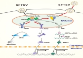 Researchers Provide A Global View on How Host Cells Respond to SFTSV Infection