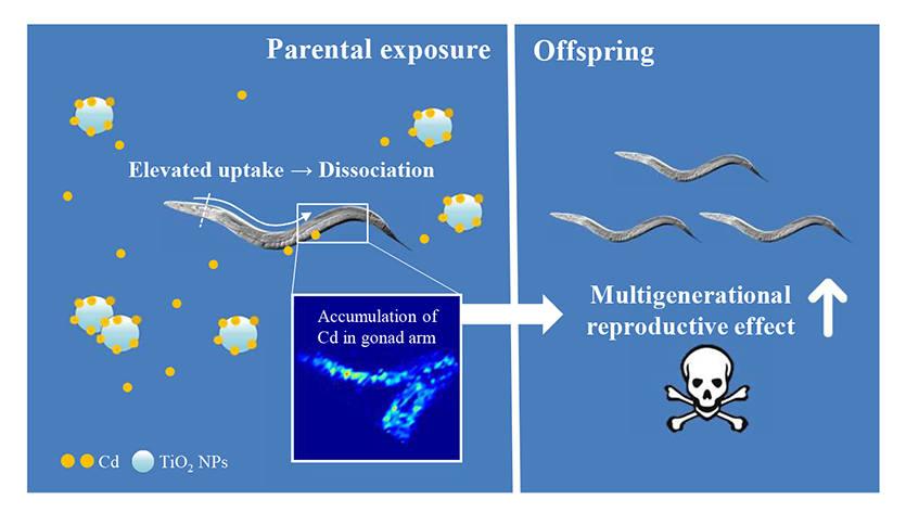 The multigenerational reproductive toxicity of co-exposure to TiO2 NPs and Cd (Image by WANG Jingjing)