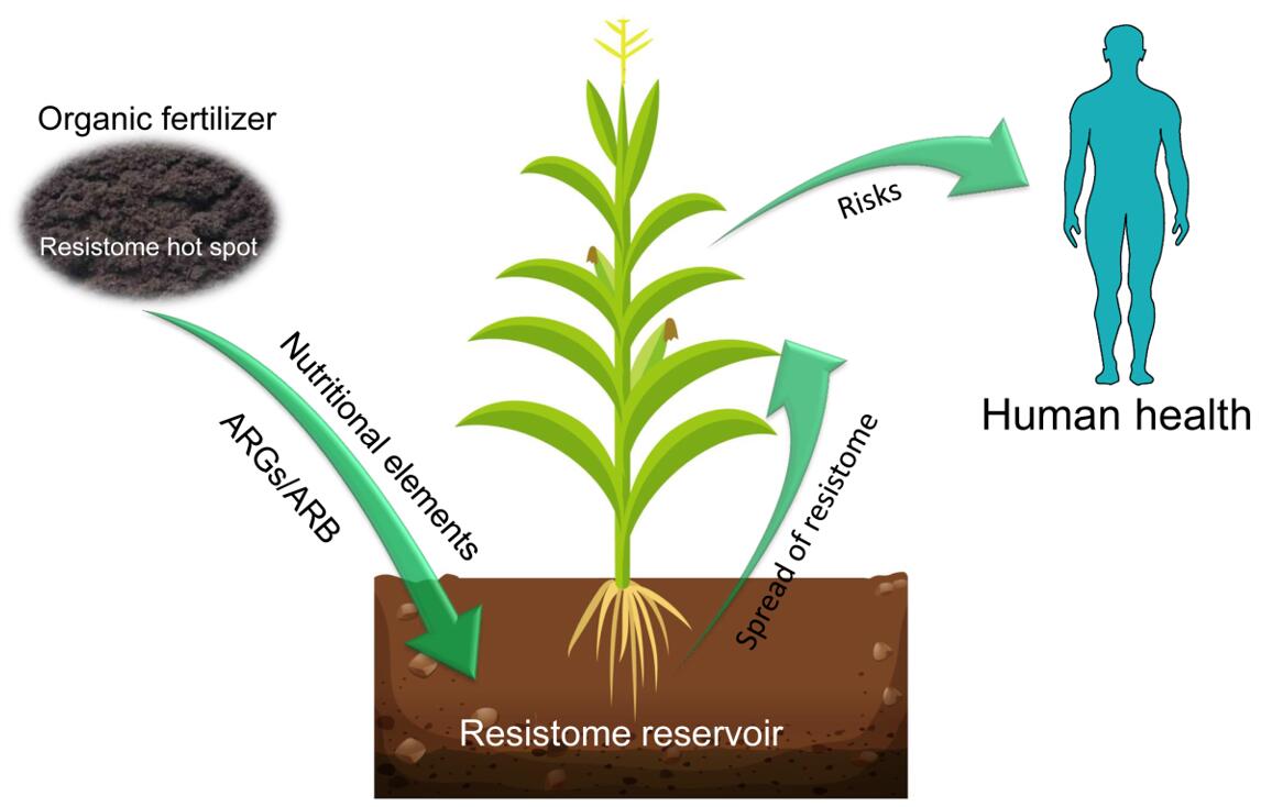 antibiotic resistance;plant phyllosphere microbiome;maize antibiotic resistance;plant phyllosphere microbiome;maize