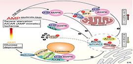The Activation of AMPK depends on severity of nutrient or energy stress.jpg