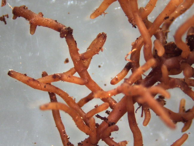 mycorrhiza.jpg