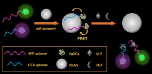 WScheme of the PDAN@AgNC based fluorescent biosensor for the detection of multiplex tumor markers.jpg