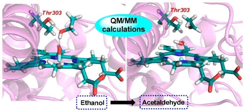 Researchers Reveal Directing Effect of Thr303 in P450 2E1-mediated Ethanol Oxidation